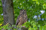 Eurasian eagle-owl / European...