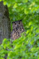 Eurasian eagle-owl / European...