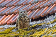 Eurasian eagle-owl / European...