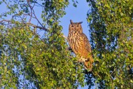 Eurasian eagle-owl / European...
