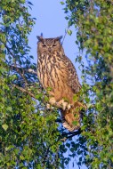 Eurasian eagle-owl / European...