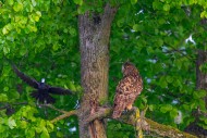 Carrion crow mobbing / attack...