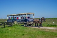 Two Belgian draught horses pu...