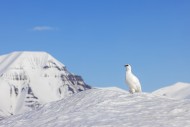 Rock ptarmigan (Lagopus muta ...