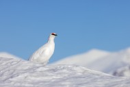 Rock ptarmigan (Lagopus muta ...
