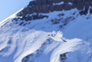 Rock ptarmigan (Lagopus muta ...