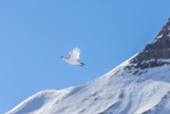 Rock ptarmigan (Lagopus muta ...