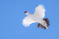 Rock ptarmigan (Lagopus muta ...