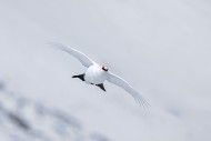 Rock ptarmigan (Lagopus muta ...