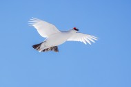 Rock ptarmigan (Lagopus muta ...