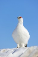 Rock ptarmigan (Lagopus muta ...