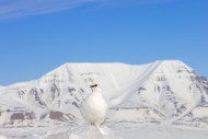 Rock ptarmigan (Lagopus muta)...
