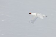 Rock ptarmigan (Lagopus muta ...