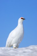 Rock ptarmigan (Lagopus muta ...