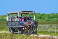 Two Belgian draught horses pu...