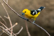 Mexican yellow grosbeak (Pheu...