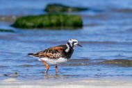 Ruddy turnstone (Arenaria int...