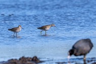 Two wood sandpipers (Tringa g...