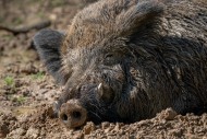 Wild boar (Sus scrofa) close-...