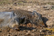 Two wild boars (Sus scrofa) s...