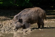 Wild boar (Sus scrofa) with m...