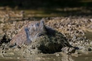 Wild boar (Sus scrofa) with m...