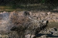 Close-up of muddy wild boar (...