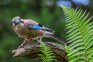 Eurasian jay / European jay (...