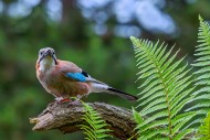 Eurasian jay / European jay (...