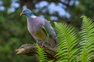 Common wood pigeon (Columba p...