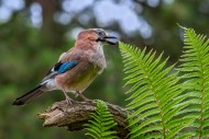 Eurasian jay / European jay (...