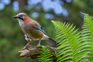 Eurasian jay / European jay (...