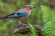 Eurasian jay / European jay (...