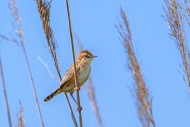 Zitting cisticola / streaked ...