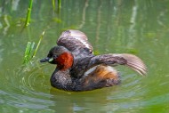 Little grebe / dabchick (Tach...