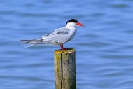 Ringed common tern (Sterna hi...