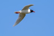 Mediterranean gull (Ichthyaet...