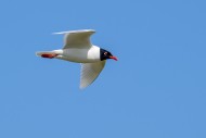 Mediterranean gull (Ichthyaet...