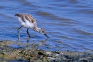 Pied avocet (Recurvirostra av...