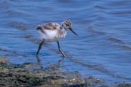 Pied avocet (Recurvirostra av...