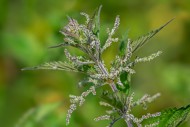 Common nettle / burn nettle /...