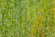Common flax / linseed (Linum ...