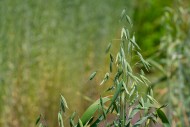 Common oat (Avena sativa), cl...