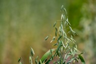 Common oat (Avena sativa), cl...