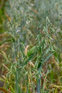 Common oat (Avena sativa), cl...