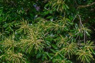Sweet chestnut / Spanish ches...