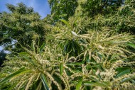 Sweet chestnut / Spanish ches...
