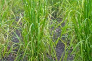 Domesticated einkorn wheat (T...