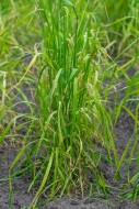 Domesticated einkorn wheat (T...