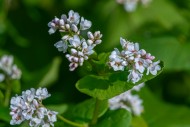 Common buckwheat (Fagopyrum e...